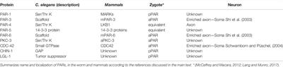 Perspectives on Mechanisms Supporting Neuronal Polarity From Small Animals to Humans